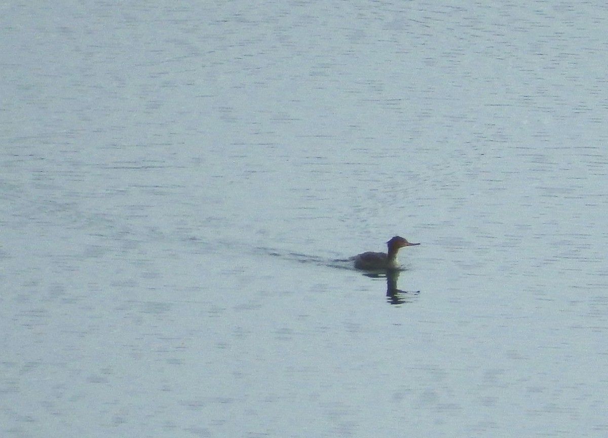 Red-breasted Merganser - ML199381631