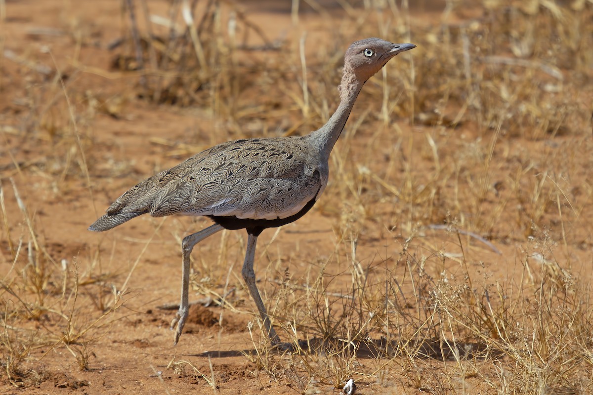 Buff-crested Bustard - Marco Valentini