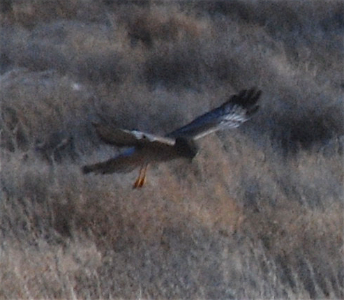 Northern Harrier - ML199382601