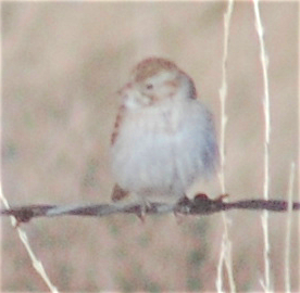 Brewer's Sparrow - ML199382681