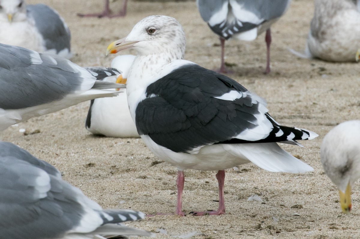 Slaty-backed Gull - Alvaro Jaramillo