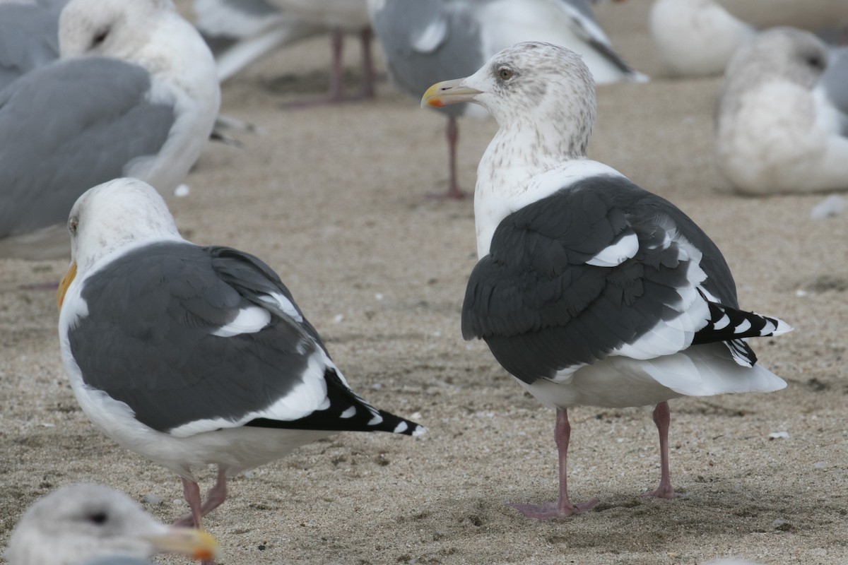 Slaty-backed Gull - Alvaro Jaramillo