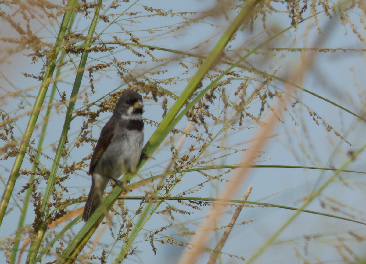 Double-collared Seedeater - ML199385721