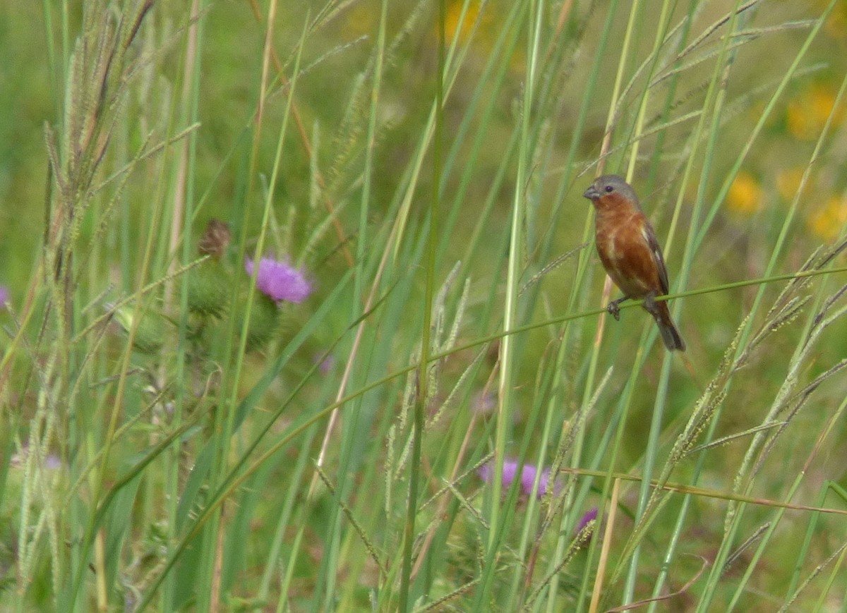 Tawny-bellied Seedeater - Pablo Hernan Capovilla