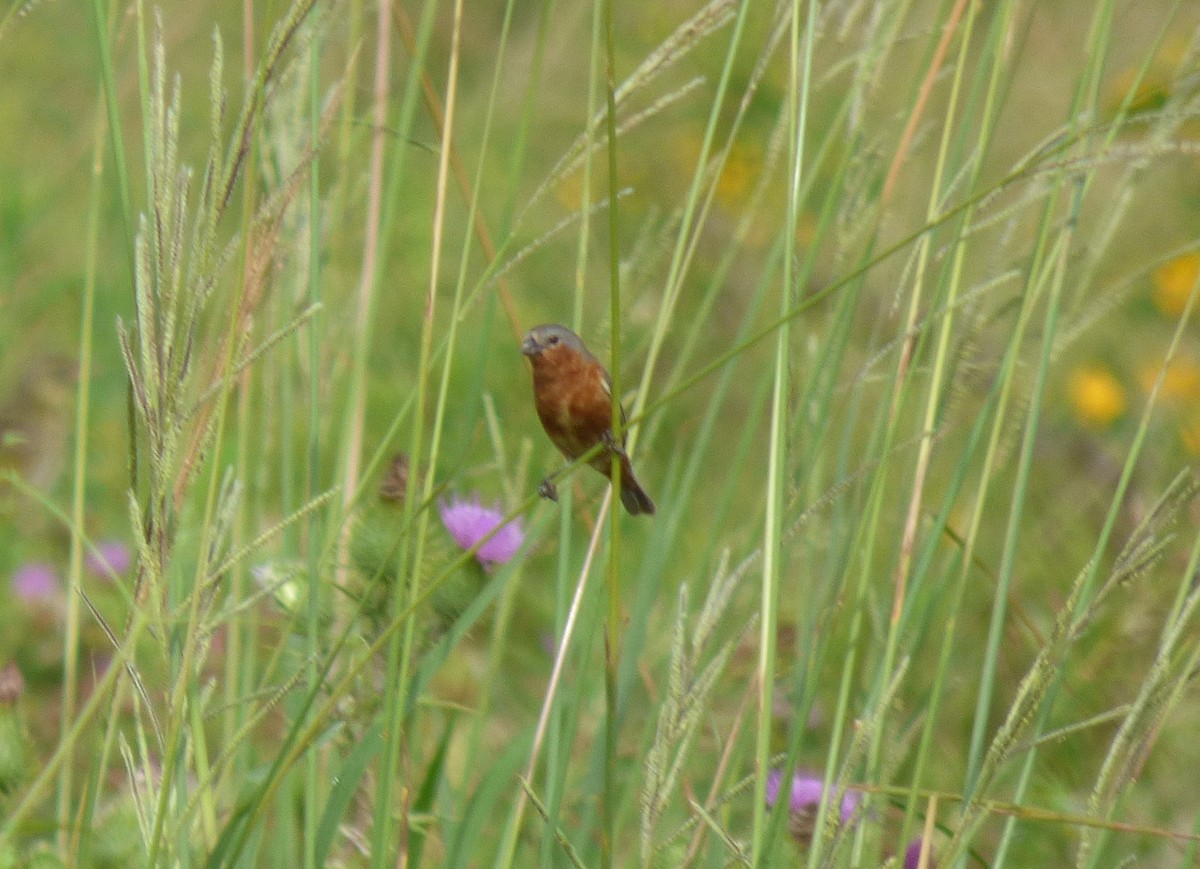 Tawny-bellied Seedeater - ML199385951