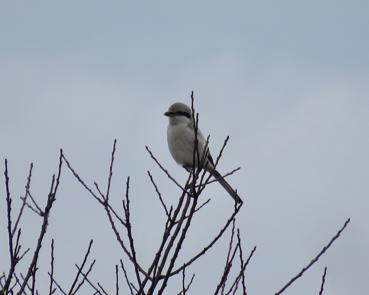 Northern Shrike - Keegan Burke