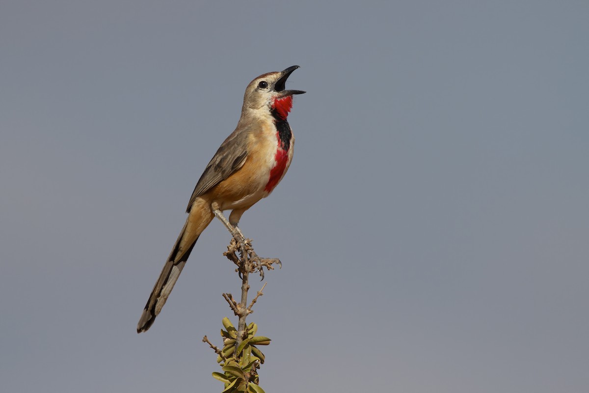 Rosy-patched Bushshrike - ML199392701