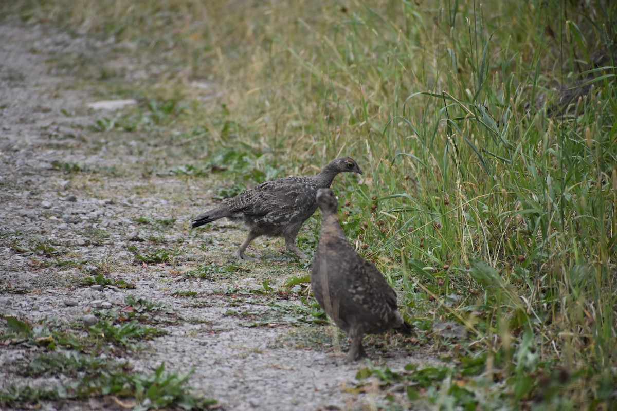 Dusky Grouse - ML199393261