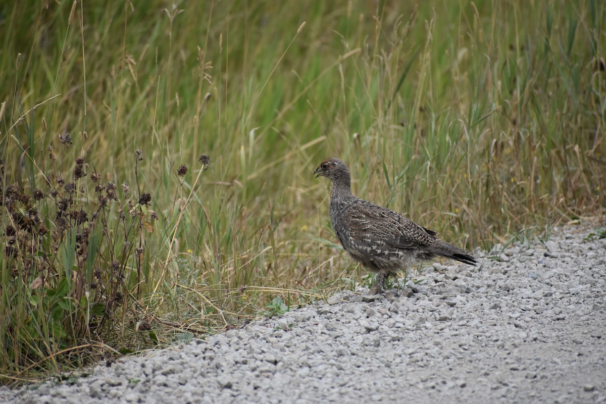 Dusky Grouse - ML199393271