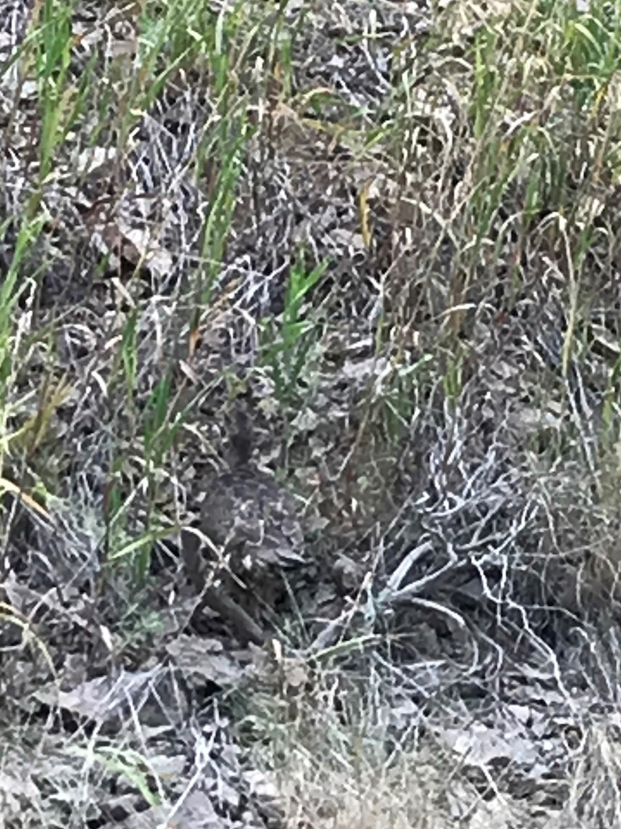 Dusky Grouse - ML199393941