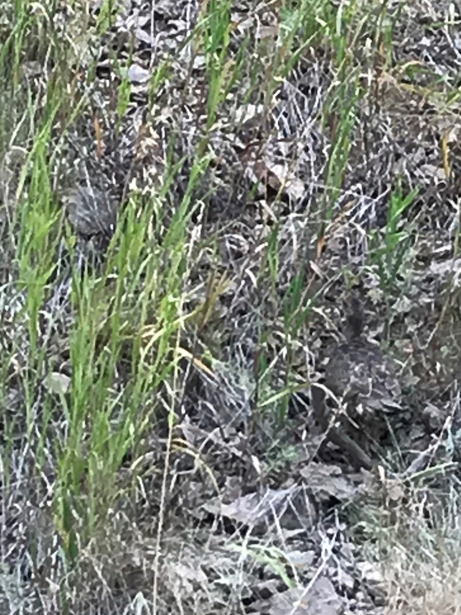 Dusky Grouse - ML199393951