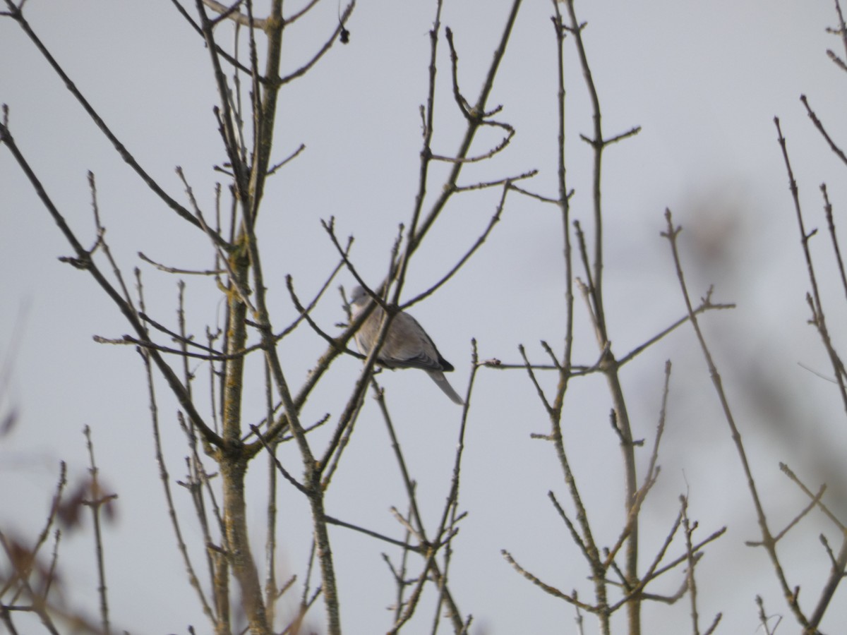 Eurasian Collared-Dove - ML199394001