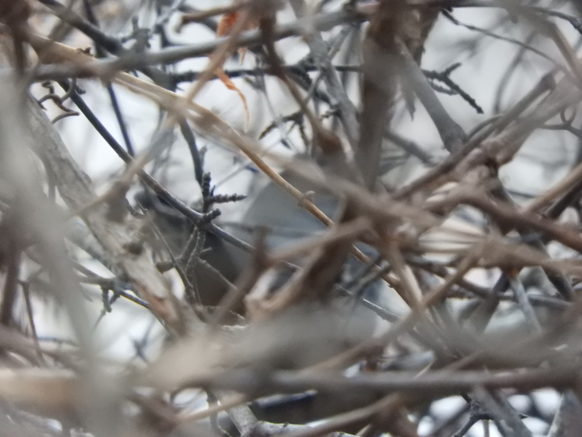 Gray Catbird - ML199394941