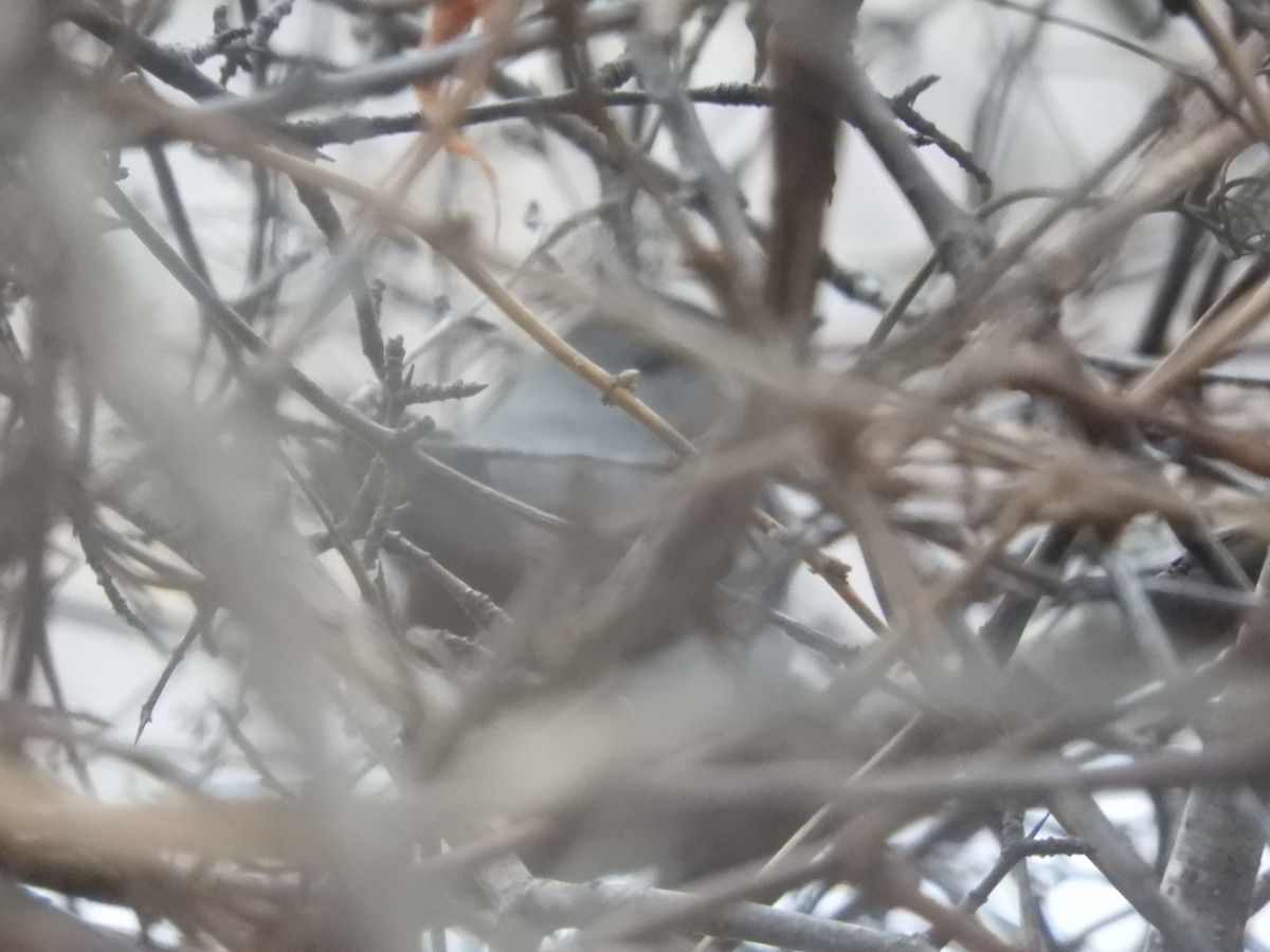 Gray Catbird - ML199395071