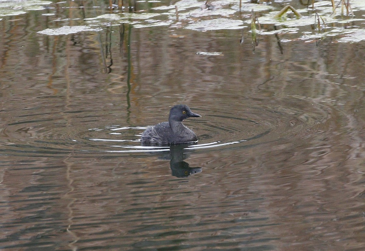 Least Grebe - ML199395151