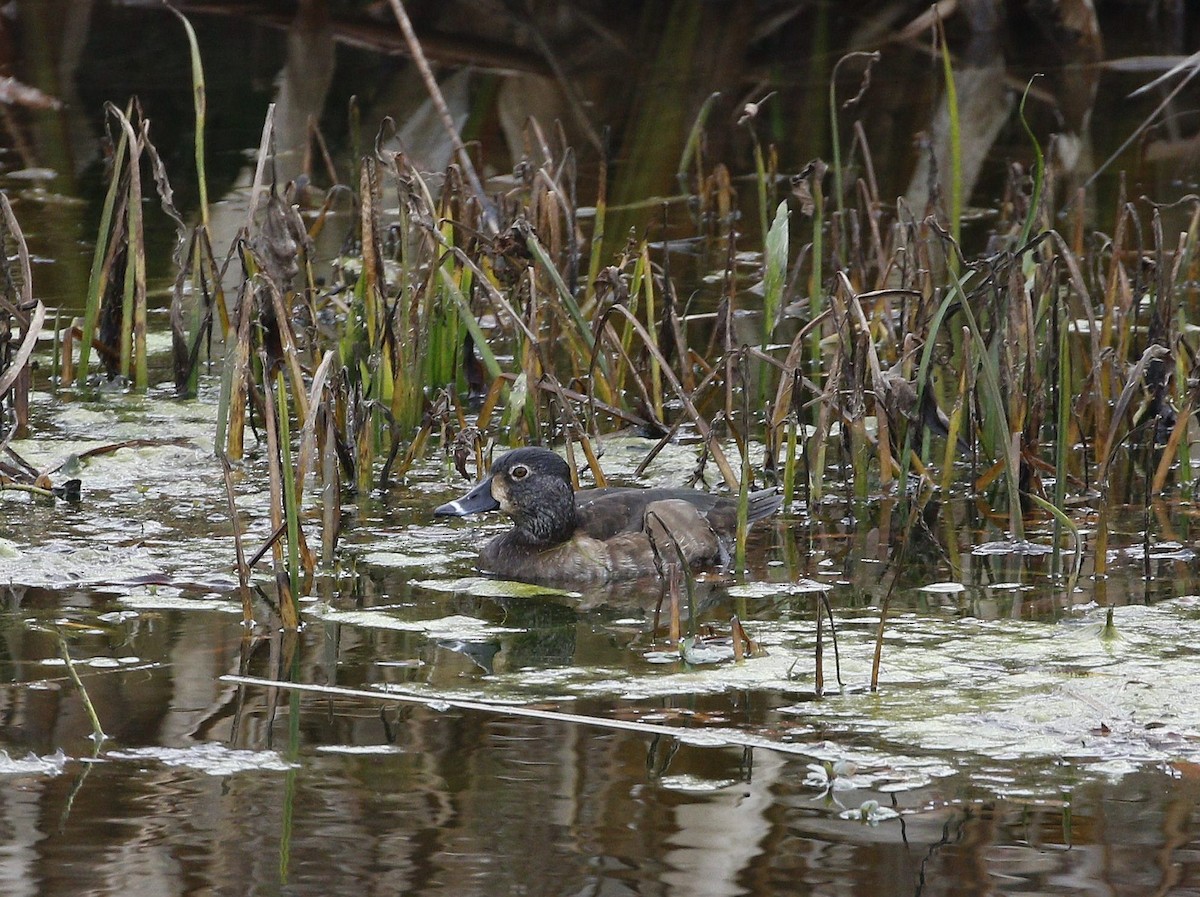 Ring-necked Duck - ML199395171