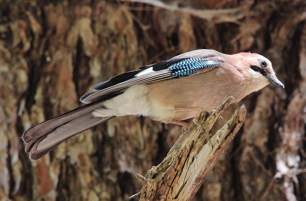 Eurasian Jay - ML199398071