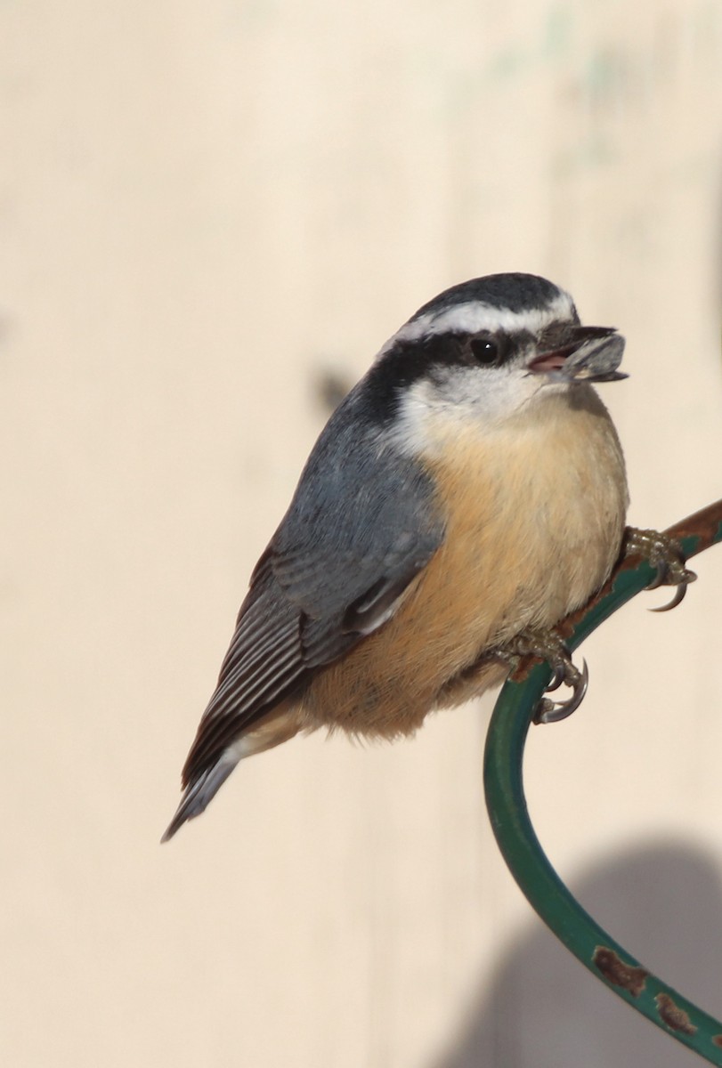 Red-breasted Nuthatch - ML199399831