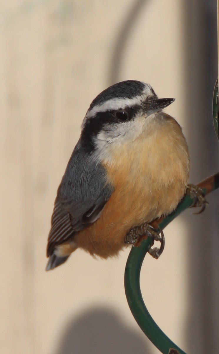 Red-breasted Nuthatch - ML199399851