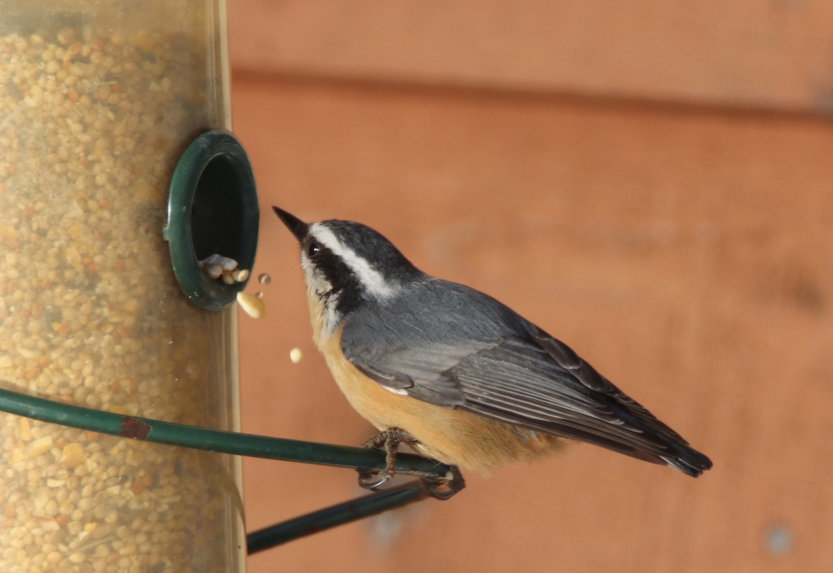 Red-breasted Nuthatch - ML199399871