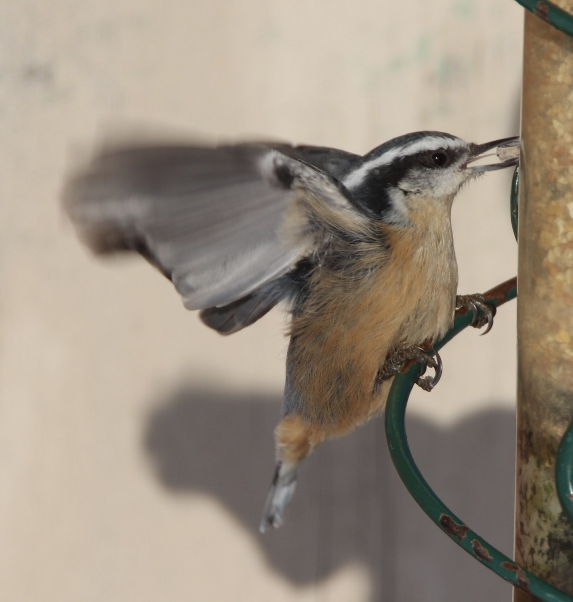 Red-breasted Nuthatch - ML199400031