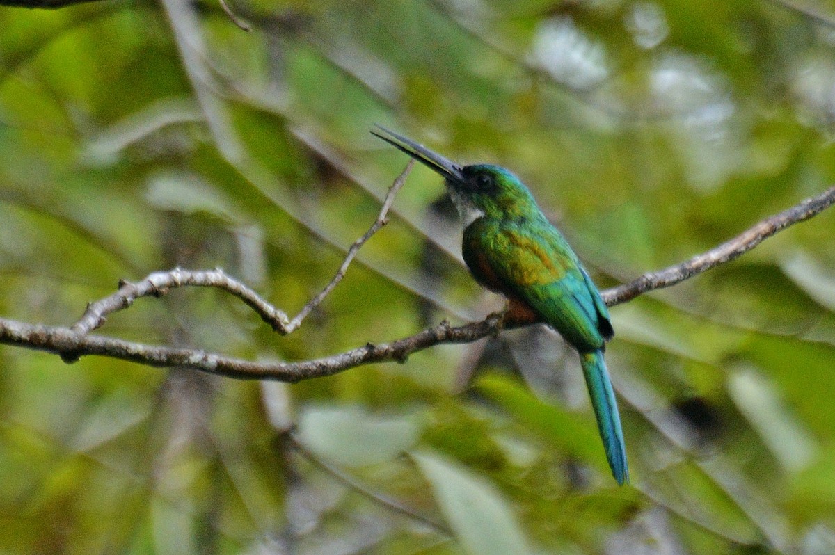 Green-tailed Jacamar - Patrícia Hanate
