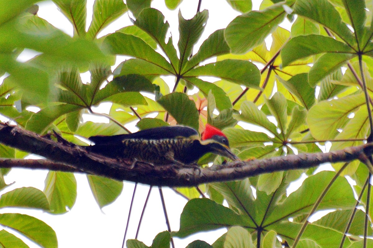 Lineated Woodpecker - Patrícia Hanate