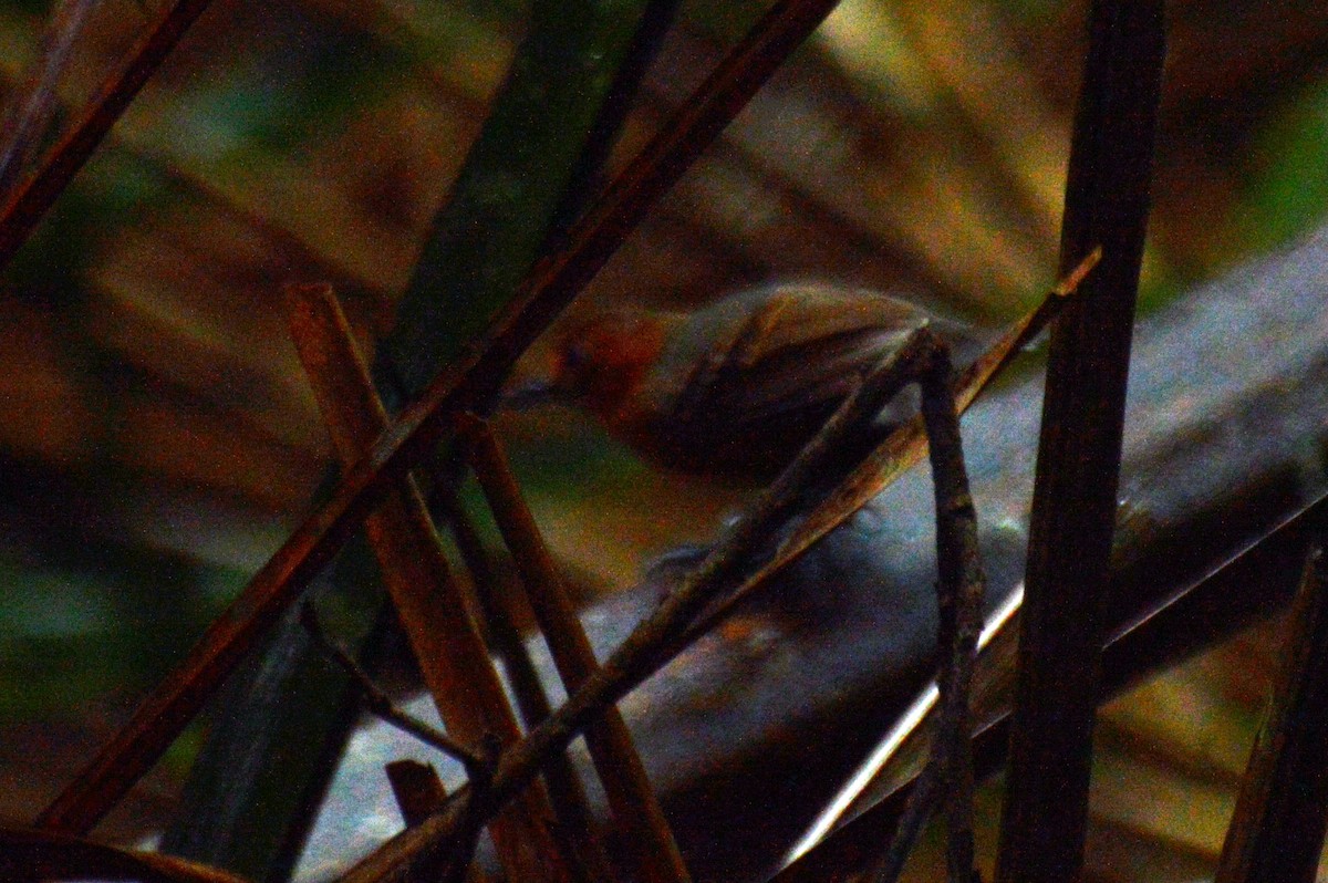 Black-headed Antbird - Patrícia Hanate