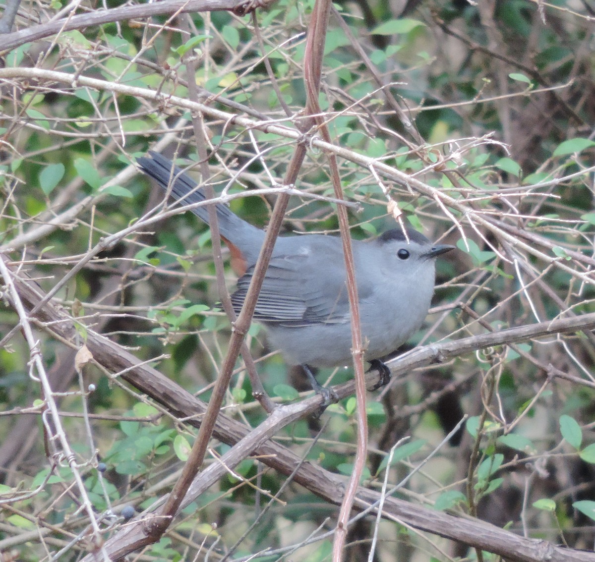 Gray Catbird - ML199401501