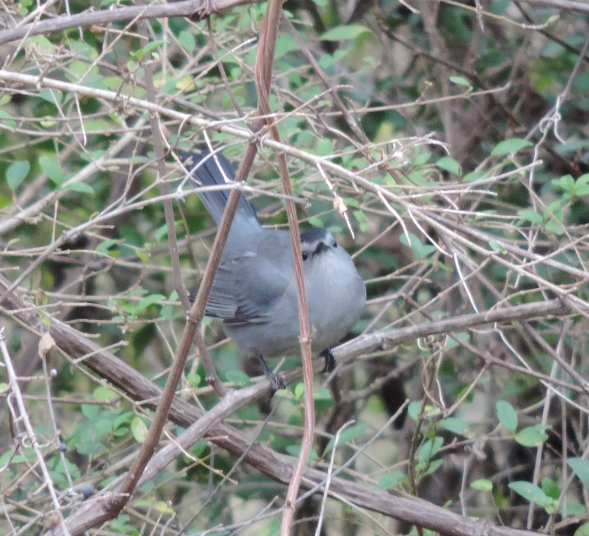 Gray Catbird - ML199401871