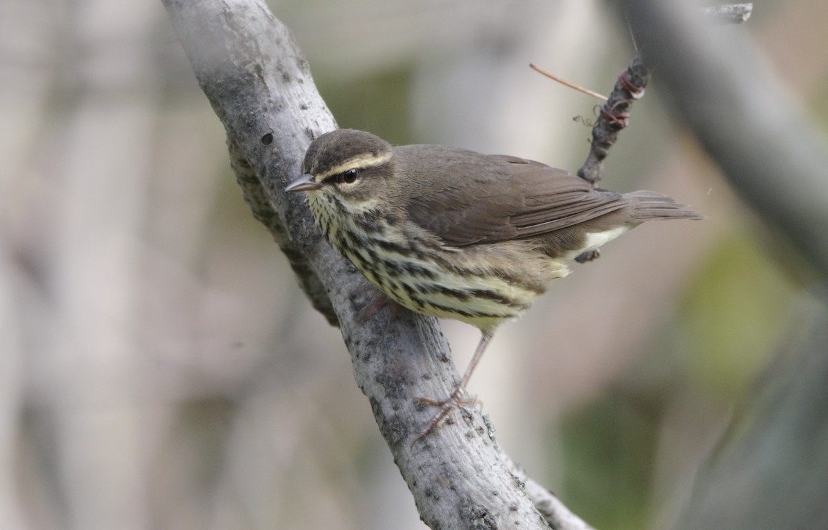 Northern Waterthrush - ML199402041