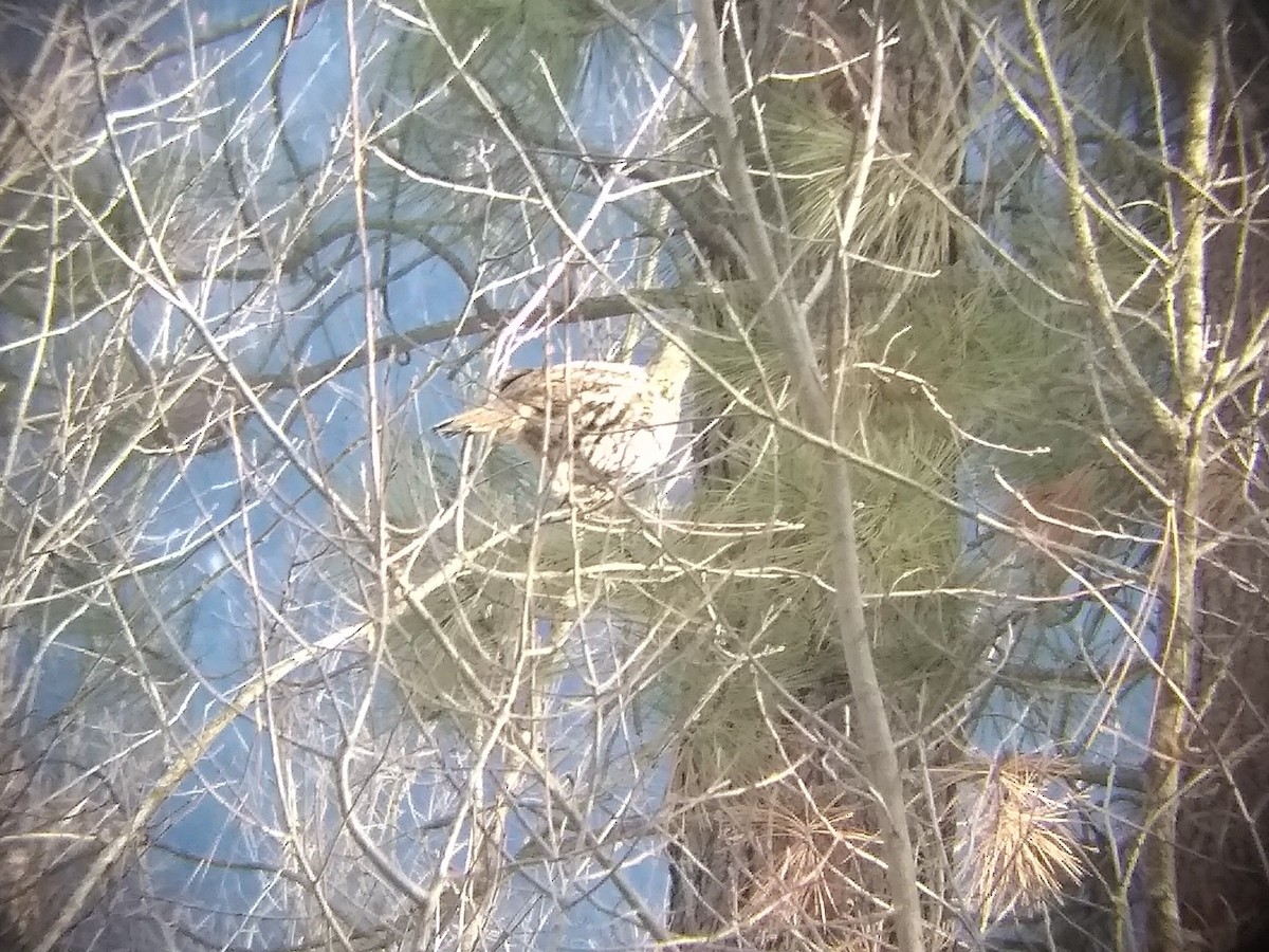 Ruffed Grouse - Dan Stoken