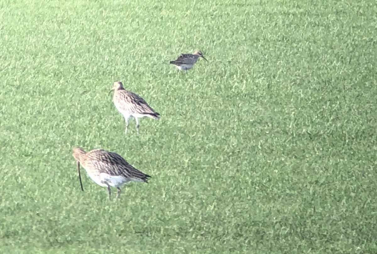Little Curlew - ML199403471