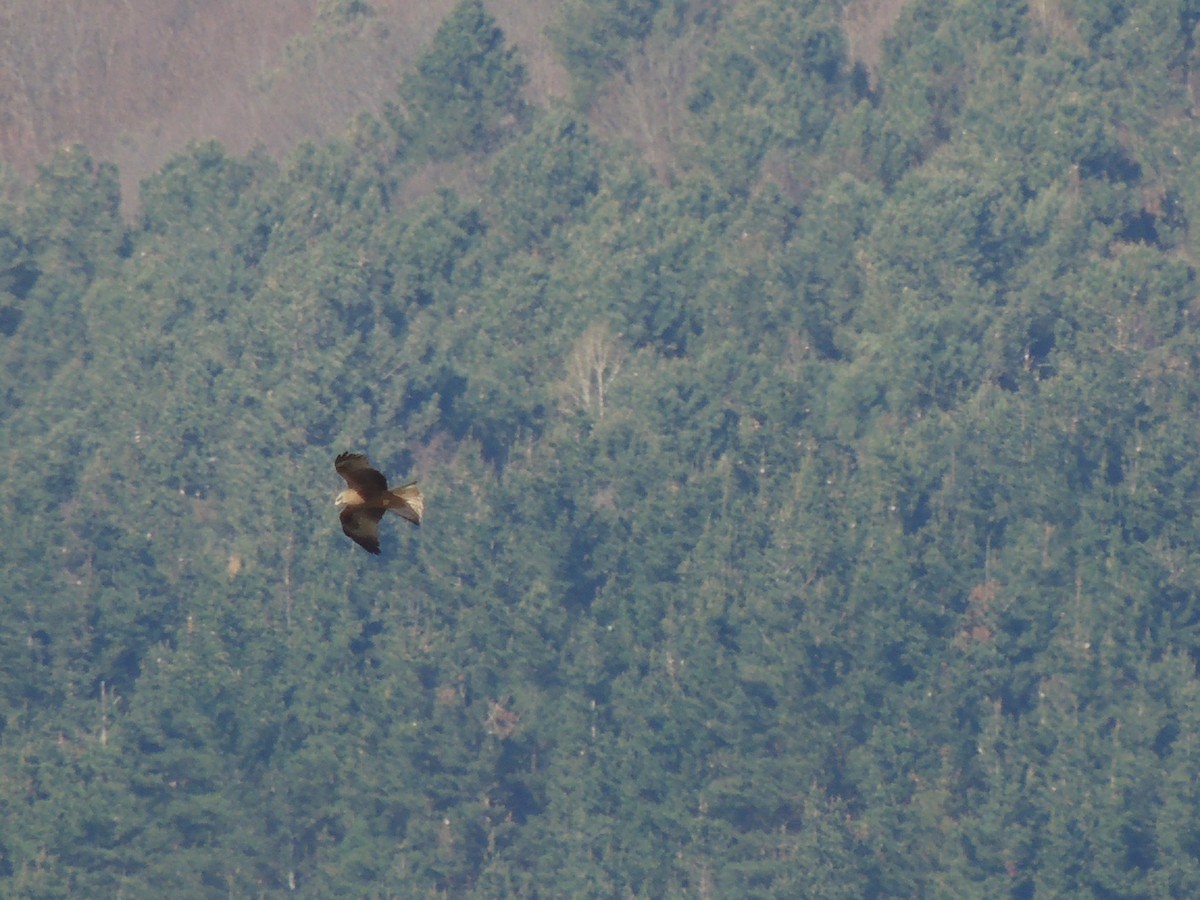 黑鳶 - ML199403851