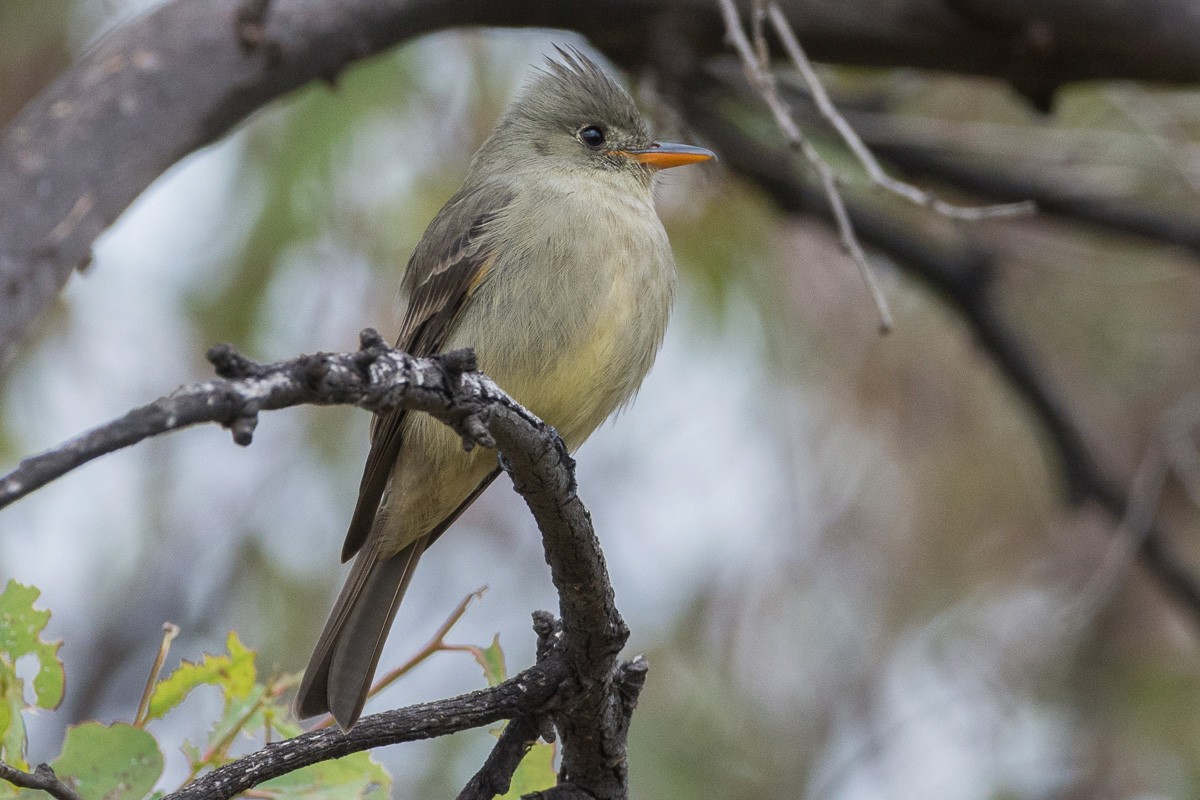 Greater Pewee - ML199404591