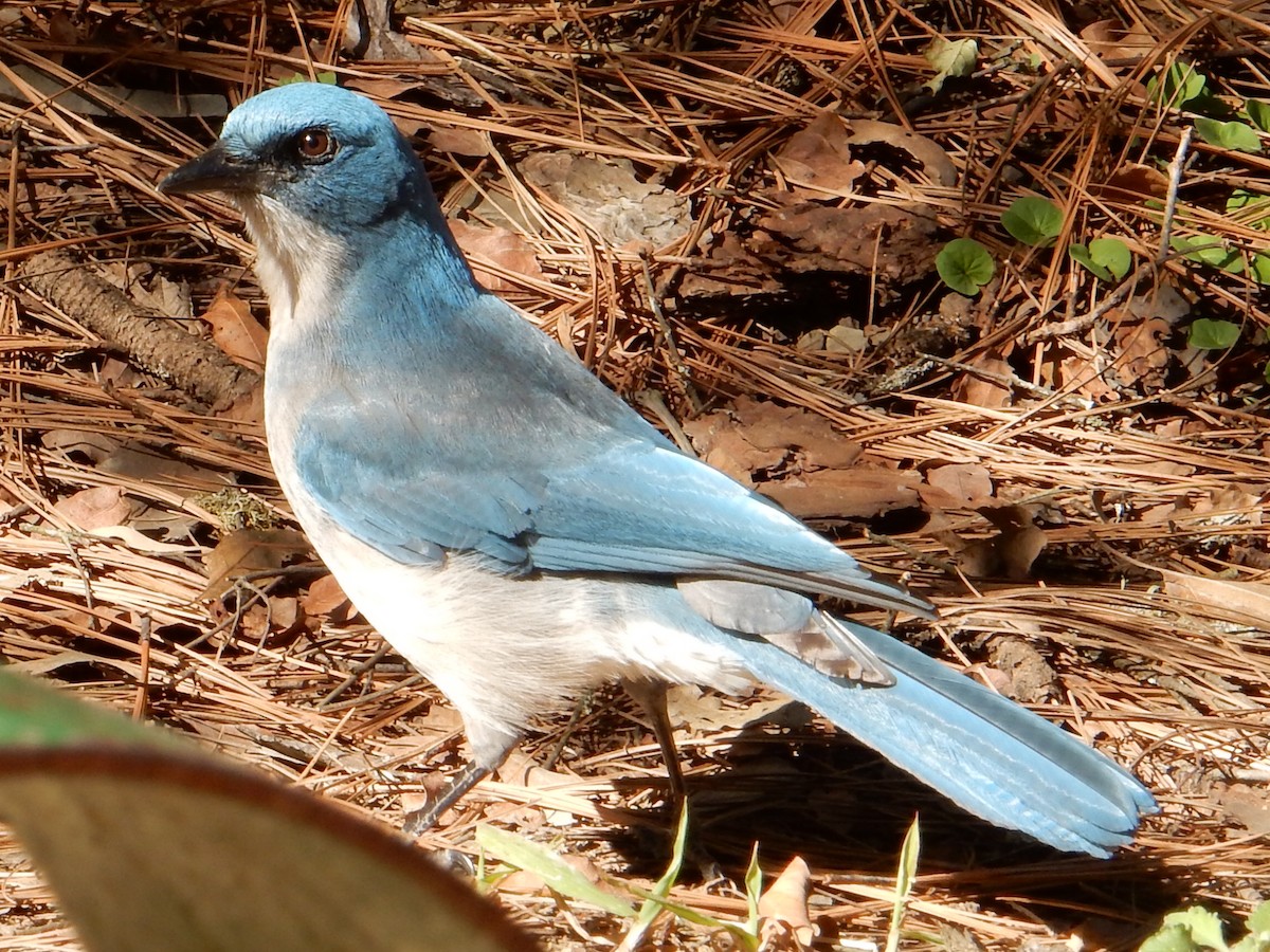 Mexican Jay - ML199405481