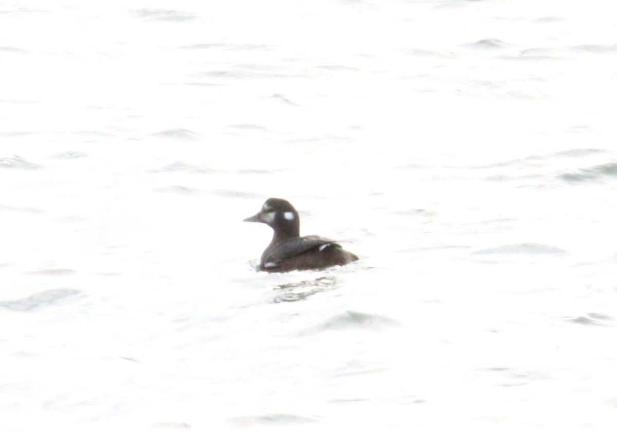 Harlequin Duck - ML199407241