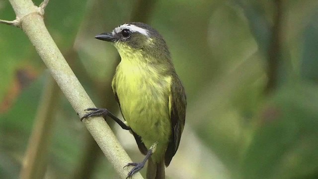 Yellow-bellied Tyrannulet - ML199407801