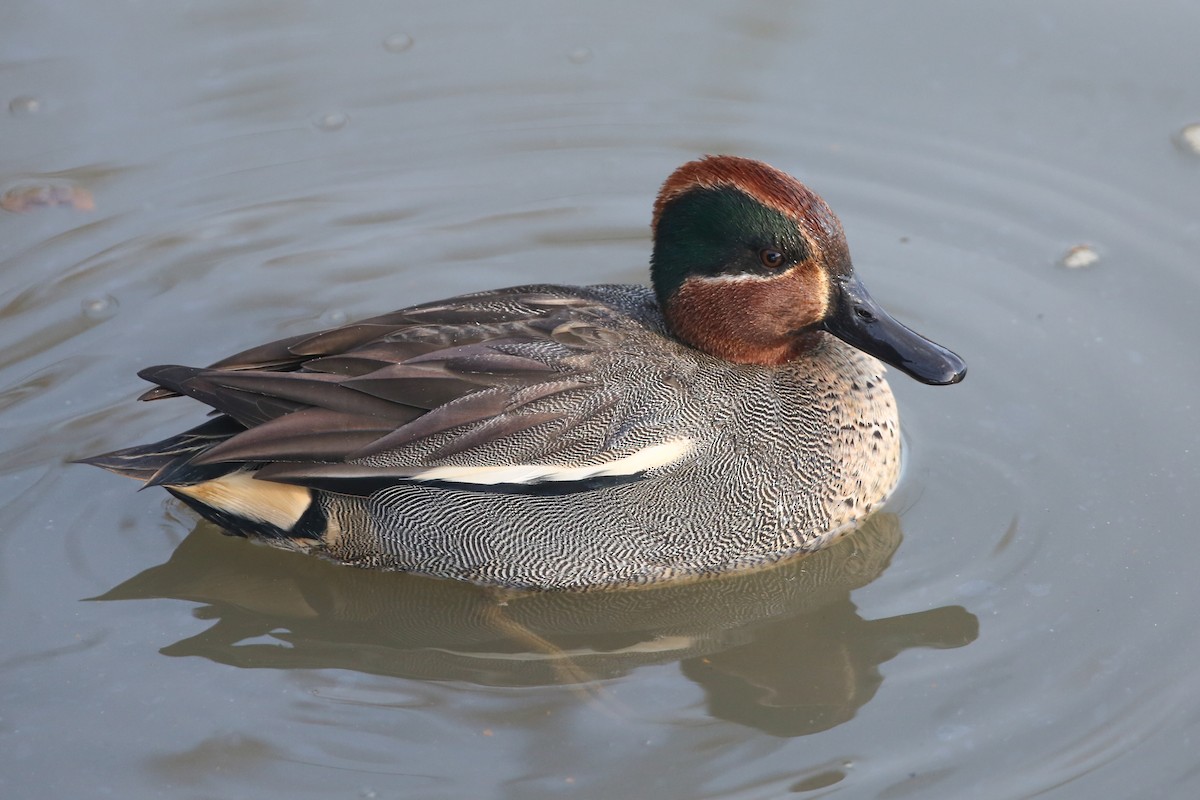 Green-winged Teal - ML199408161