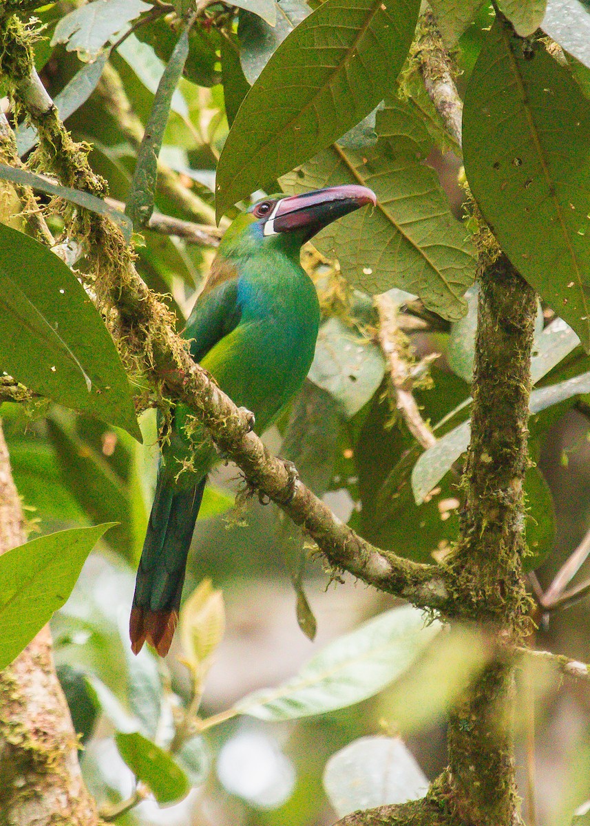 Crimson-rumped Toucanet - ML199408181