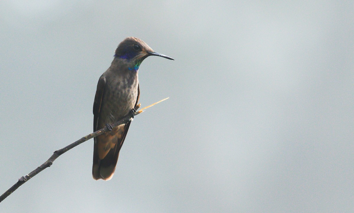 kolibřík fialovouchý - ML199408251