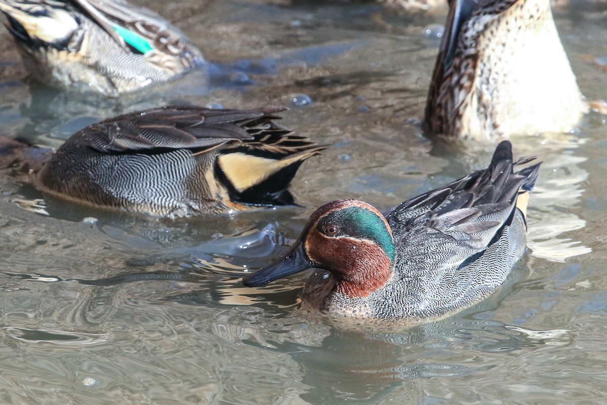 Green-winged Teal - ML199408711