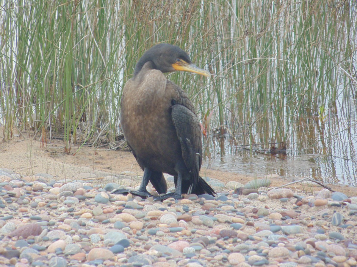 Double-crested Cormorant - ML199408841