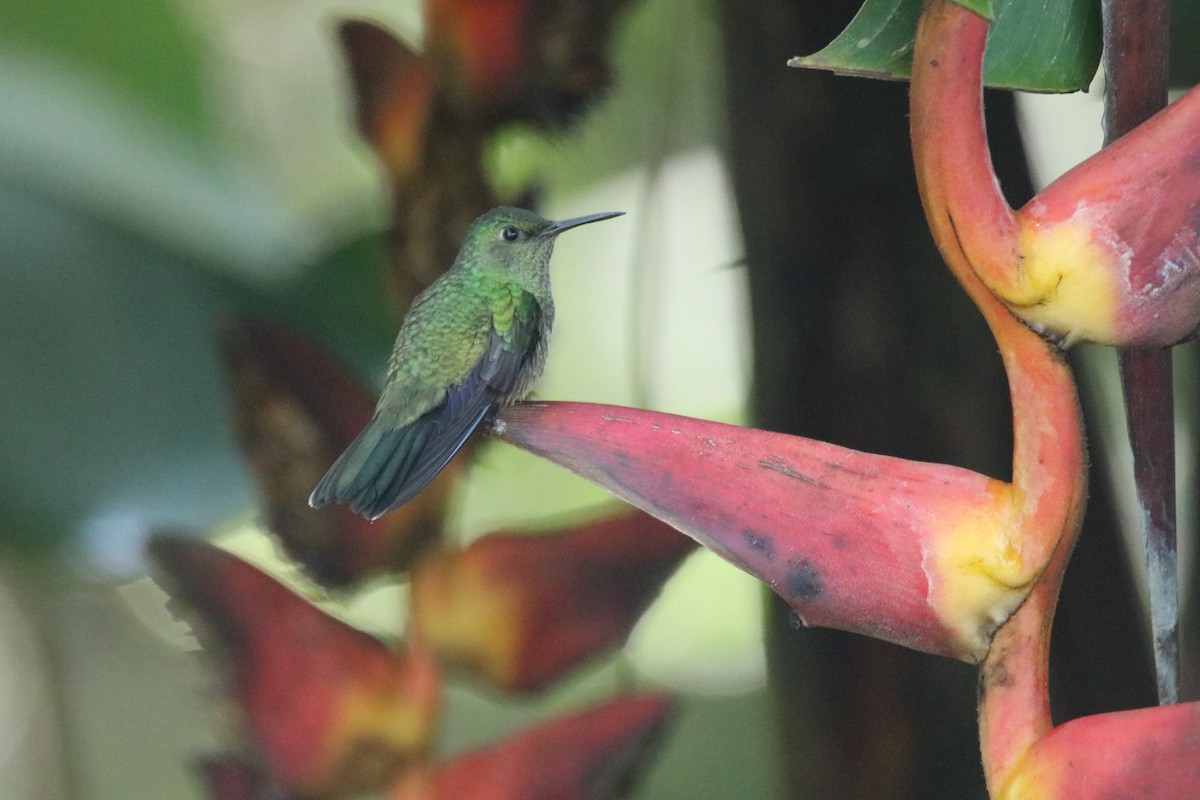 skjellbrystkolibri - ML199408891