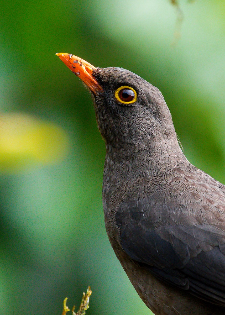 Great Thrush - David Monroy Rengifo