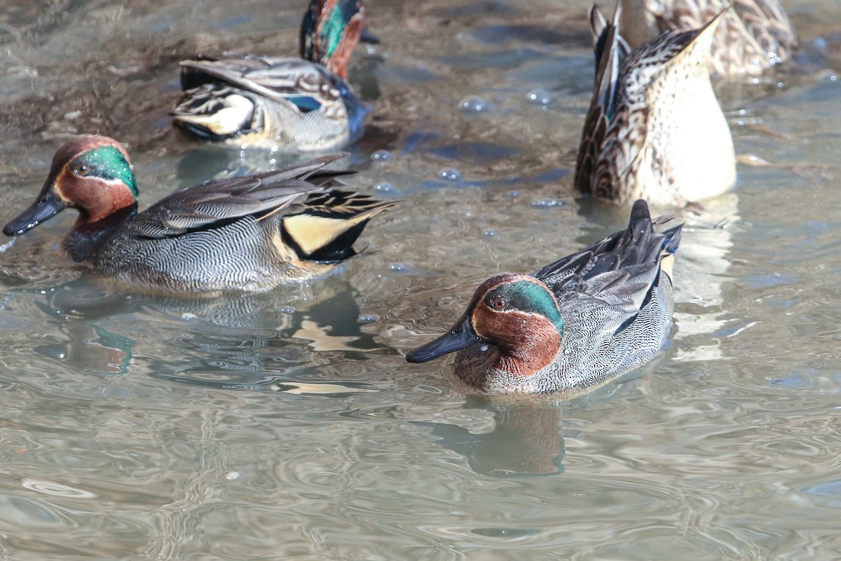 Green-winged Teal - ML199408941