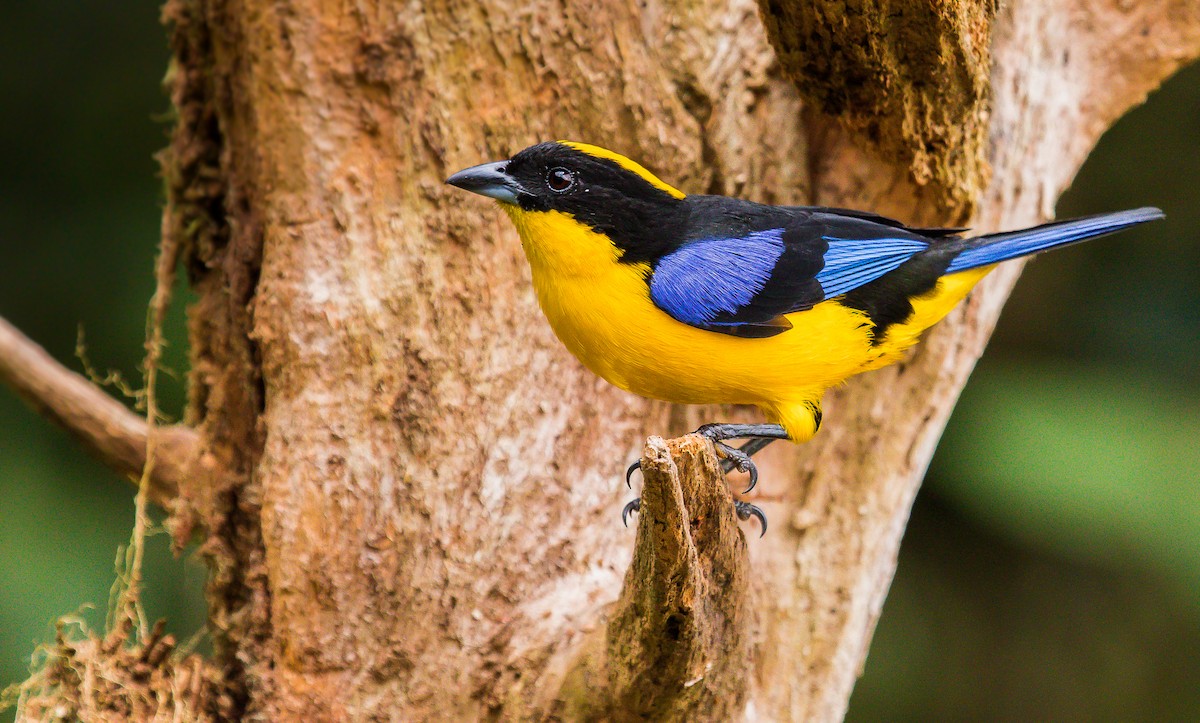 Blue-winged Mountain Tanager - ML199409091