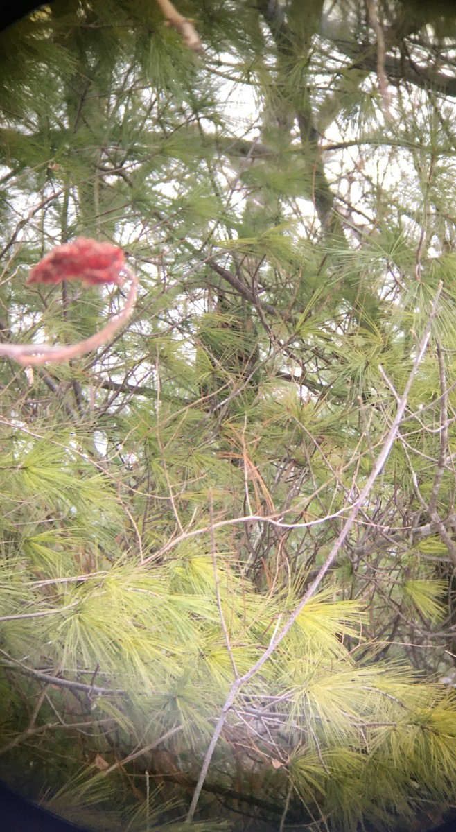 Long-eared Owl - ML199409111