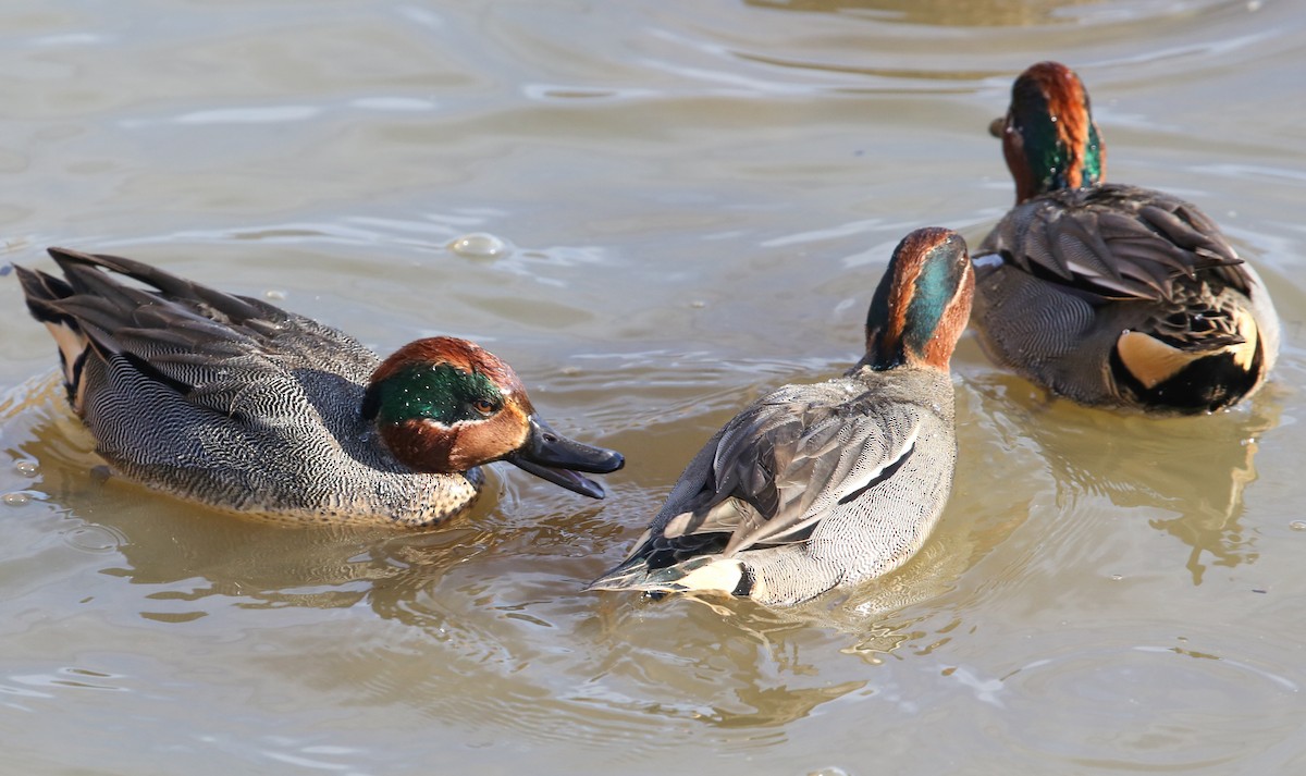 Green-winged Teal - Leonardo Rassu