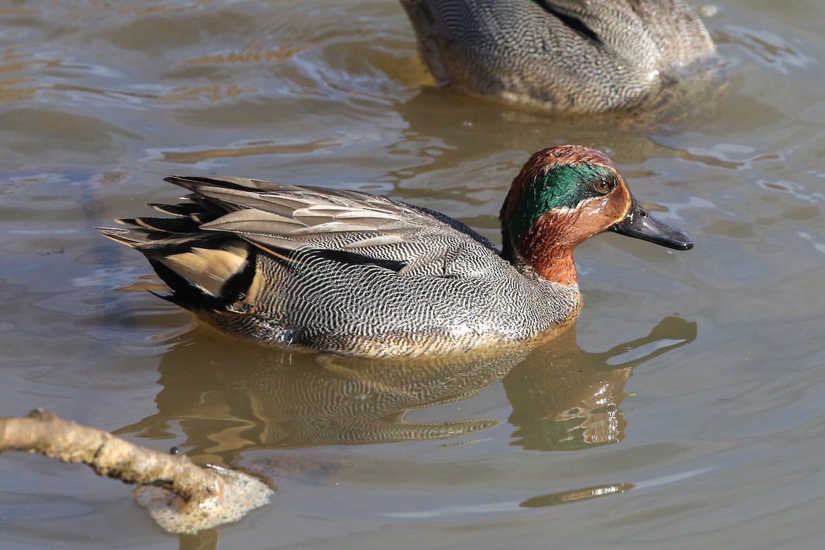 Green-winged Teal - ML199409481